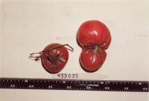 Click for 1 image(s) for this accession. FRUIT